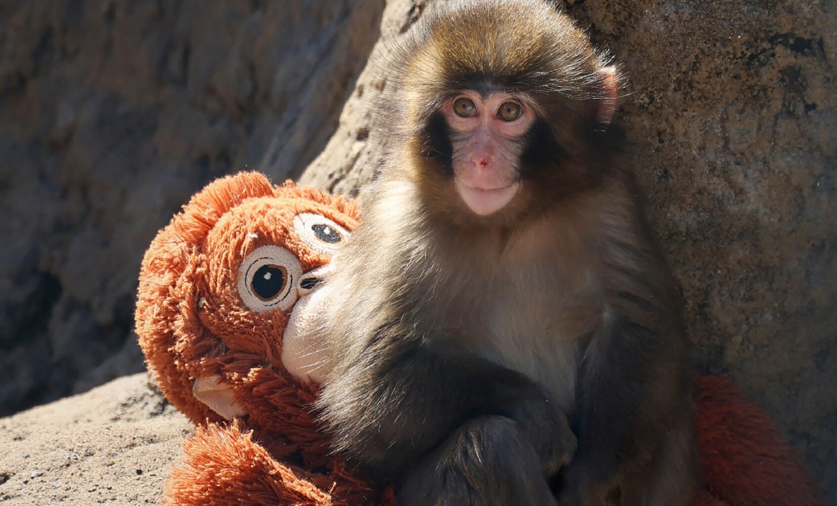 A seven month-old male macaque monkey named Punch, who was abandoned by his mother shortly after birth (JIJI PRESS / AFP via Getty Images / Japan OUT)
