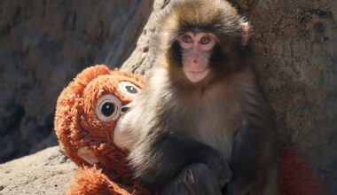 A seven month-old male macaque monkey named Punch, who was abandoned by his mother shortly after birth (JIJI PRESS / AFP via Getty Images / Japan OUT)
