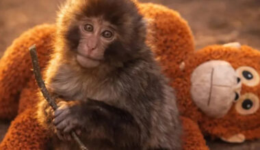 He Now Has Several Adult Protectors