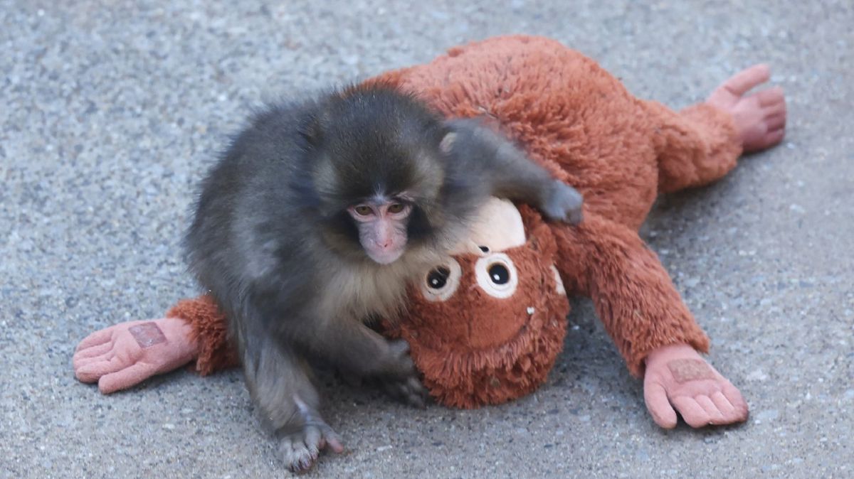 Unexpected Punch the monkey update given after visitor catches heartwarming moment