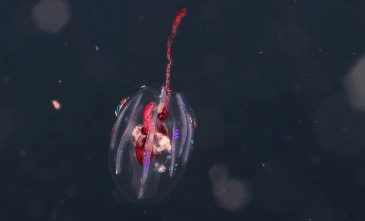 Scientists Find Alien Like Creatures Colombia’s Oceans, And They're Older Than Dinosaurs!