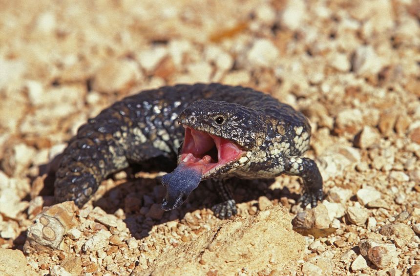 An Australian shingleback skink resembles what researchers believe the Tyrannoroter looked like.