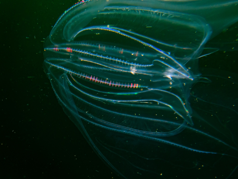 A close up of a sea walnut moving through the water.