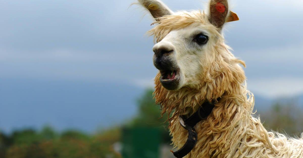 This dev made a Llama with three inference engines • The Register