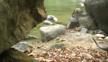 Forest stream and rocky riverbank in Nandhaur Wildlife Sanctuary, where camera traps recorded smooth-coated otters during a tiger survey.