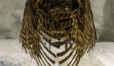 A photo by Chung Cheong Wong of a bird of prey with one visible eye through its splayed wing feathers