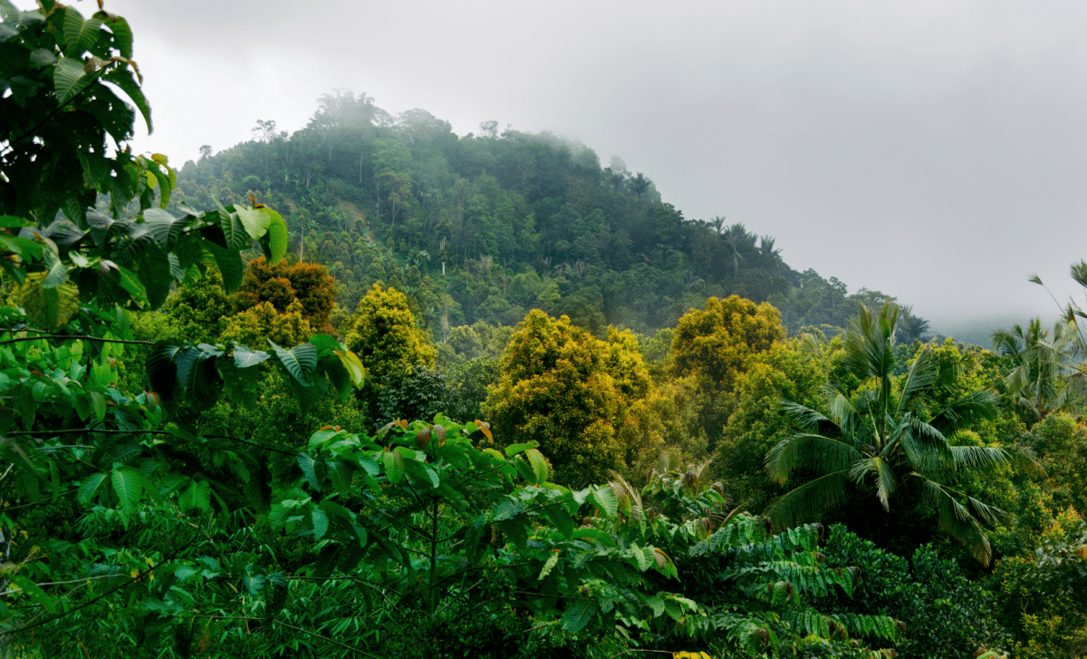 Spiky, Big Eyed Creature Discovered Clinging To Iranian Cliff Is A Completely New Species
