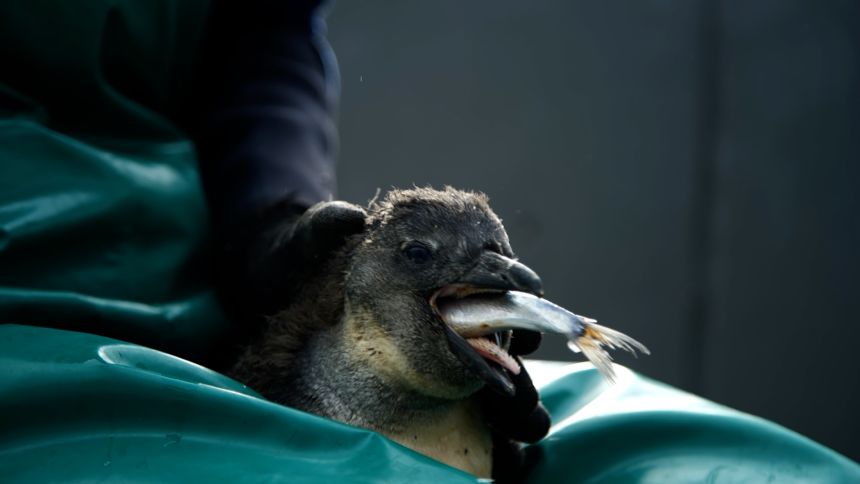 A chick is fed sardines at SANCCOB's rehabilitation center, as part of their chick bolstering project to help rescue, rear and ultimately release young, abandoned African penguins.