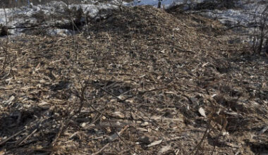 ‘The forest is gone’: Brampton residents still fighting for what remains of Huttonville Forest