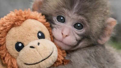 The story of Punch: Abandoned baby macaque in Japan who broke the internet’s heart