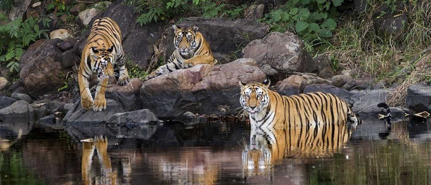 The Tiger Population Doubled in India in Just Ten Years