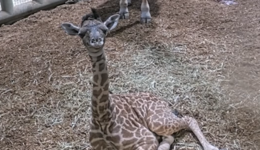 New addition to Toronto Zoo as endangered giraffe is born