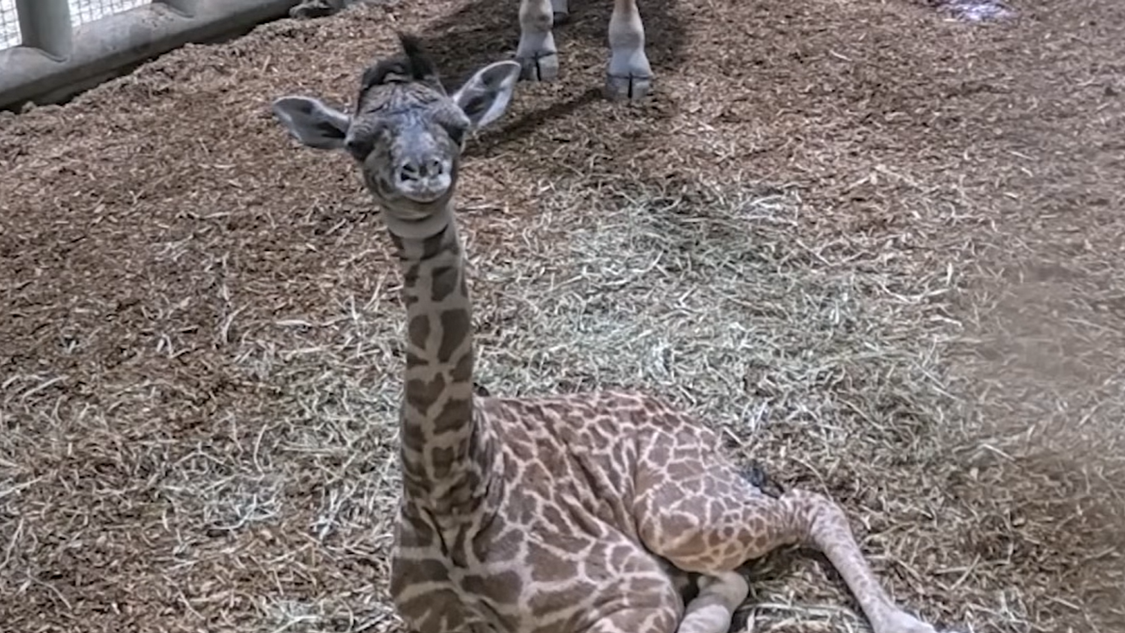 New addition to Toronto Zoo as endangered giraffe is born