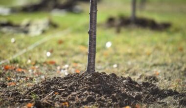 Plant Your Place! Free trees for Ottawa residents