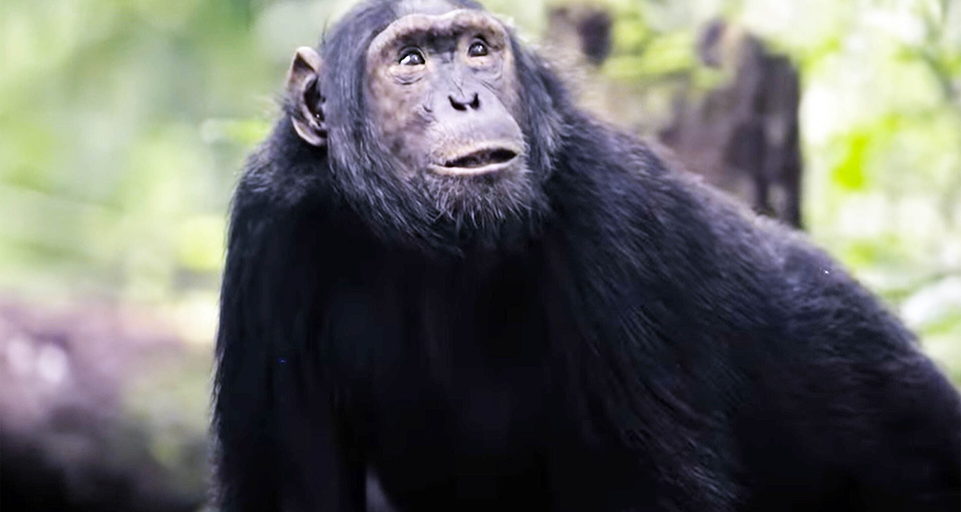 Urine testing shows significant alcohol use in wild chimpanzees