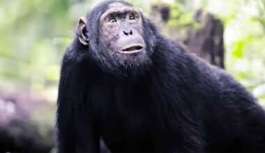 Urine testing shows significant alcohol use in wild chimpanzees