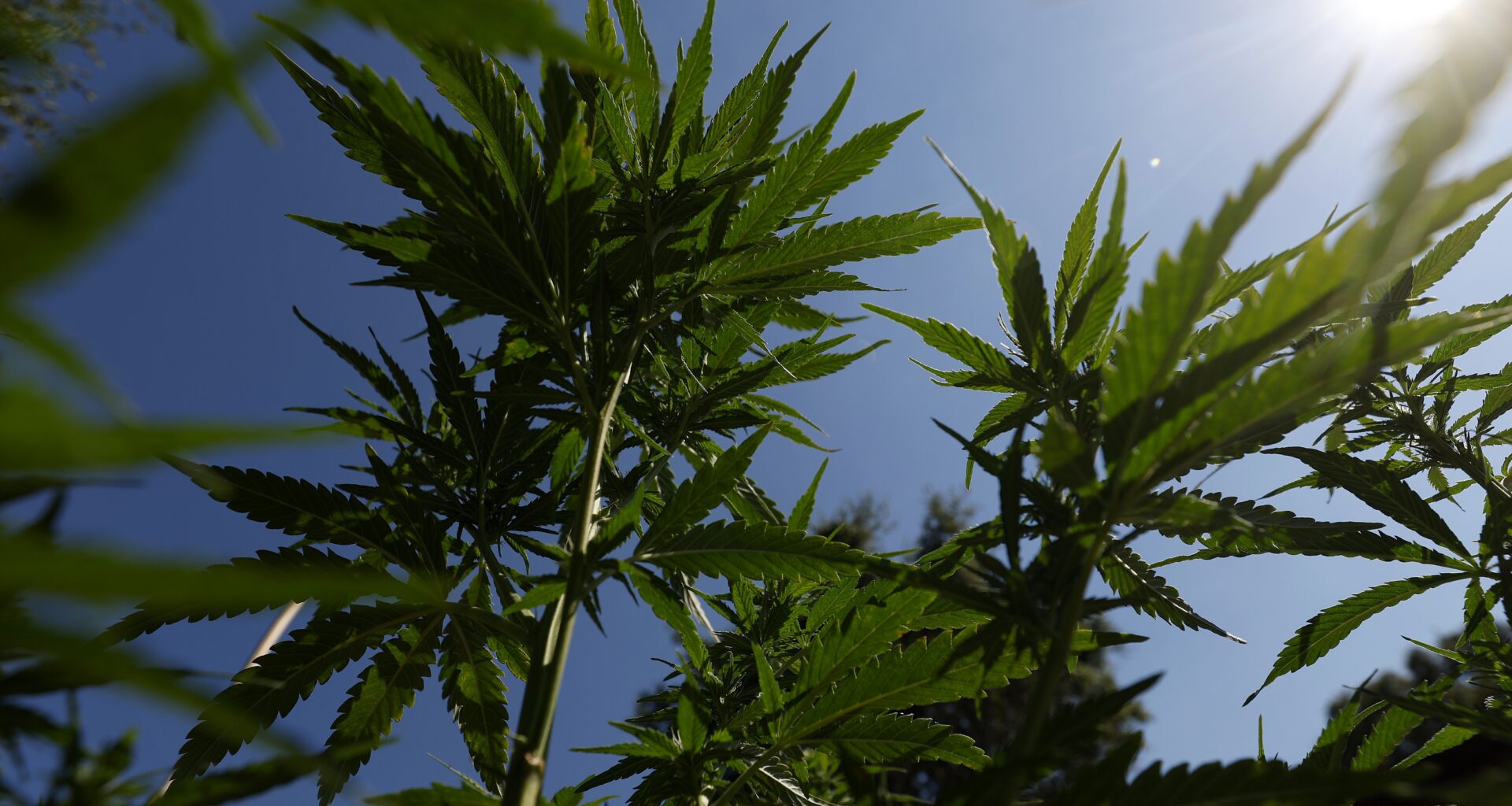 A huge study finds a link between cannabis use in teens and psychosis later