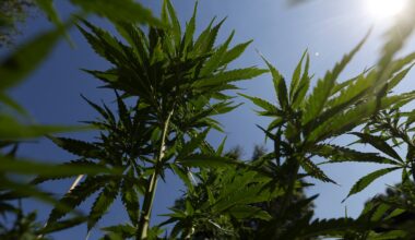 A huge study finds a link between cannabis use in teens and psychosis later