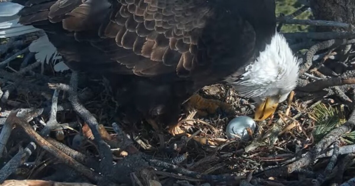 Famous bald eagles Jackie and Shadow welcome third egg after losing first two