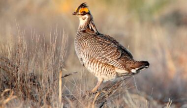 Federal protections end for the lesser prairie chicken