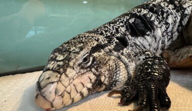 Reptile rescued from snow in Rhode Island dubbed 'lizard in a blizzard'