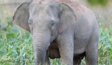 Thailand uses birth control to curb elephant population in the wild