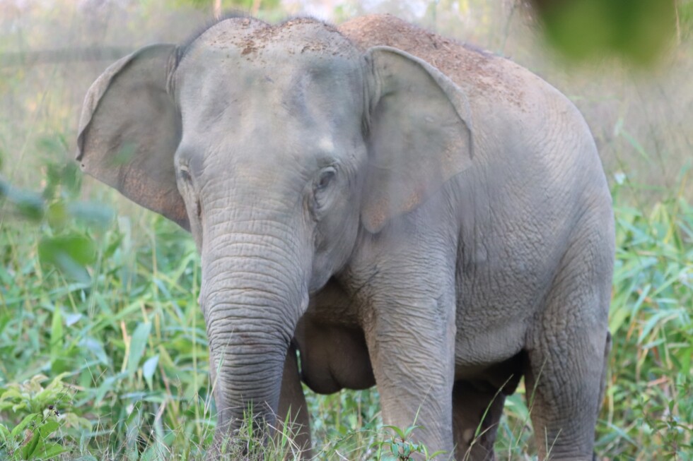 Thailand uses birth control to curb elephant population in the wild