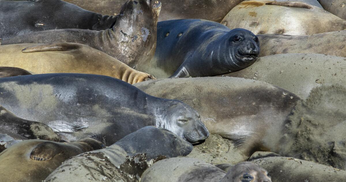 Deadly bird flu found in California elephant seals for the first time