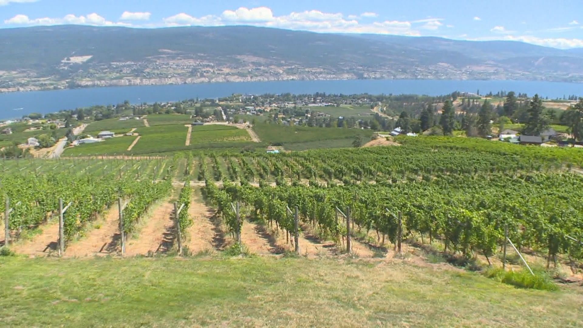 Click to play video: 'Okanagan winery real estate snapshot'