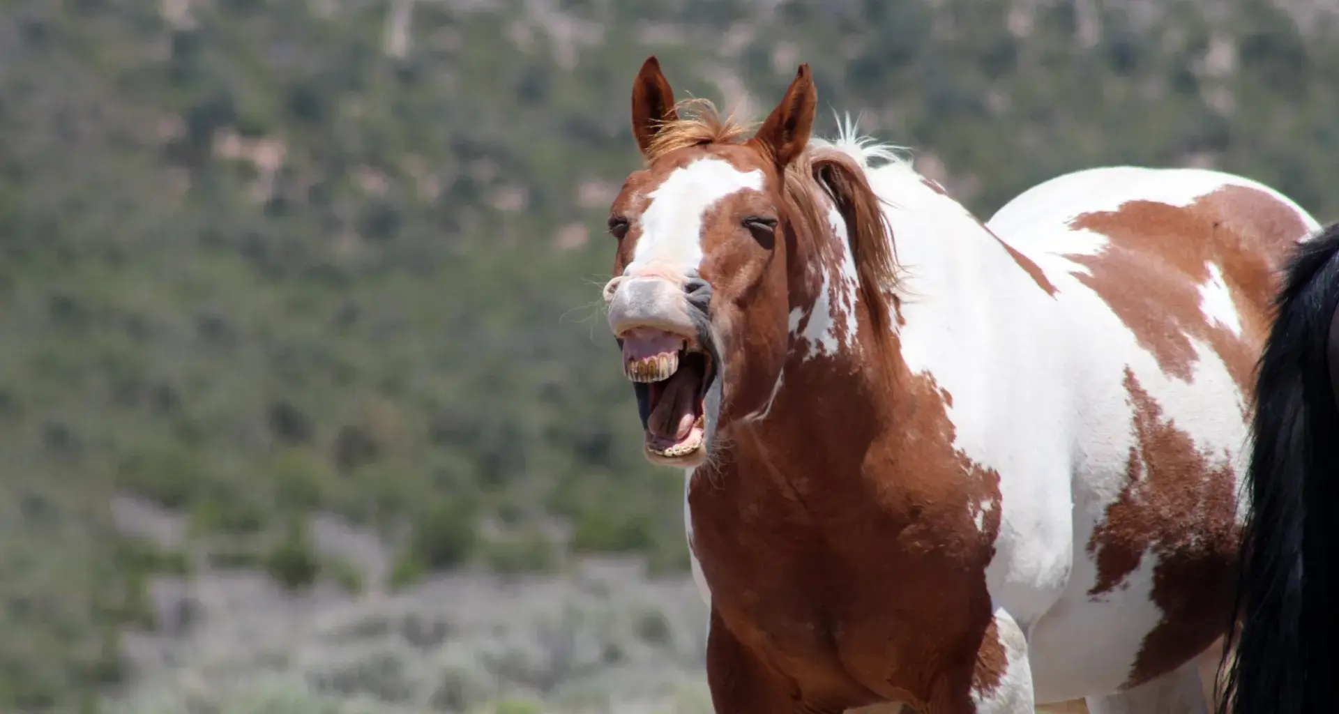 Scientists finally solve the mystery of the horse whinny