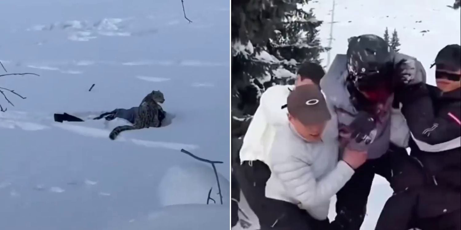 Woman in China mauled by snow leopard after allegedly approaching it for selfie despite warnings