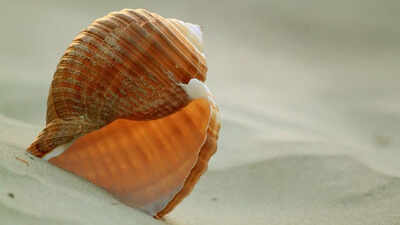 World’s biggest sea snail: The Australian trumpet is nearly the size of a human leg and hunts hidden prey