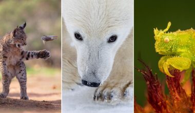 A collage of three wildlife photos: a bobcat pouncing on a bird, a close-up of a polar bear's face in snow, and a green insect with textured skin perched on a red plant.