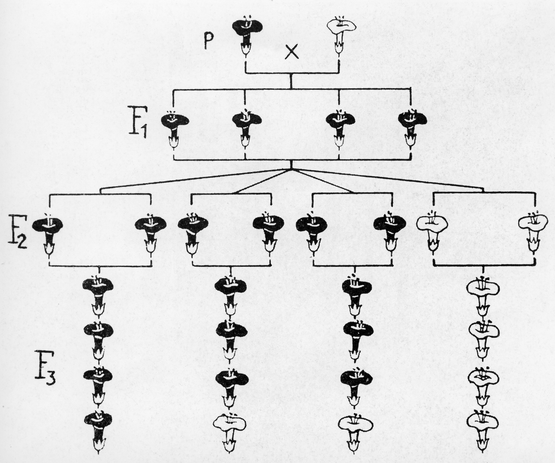 A black and white schematic of pea plant flower color by generation.