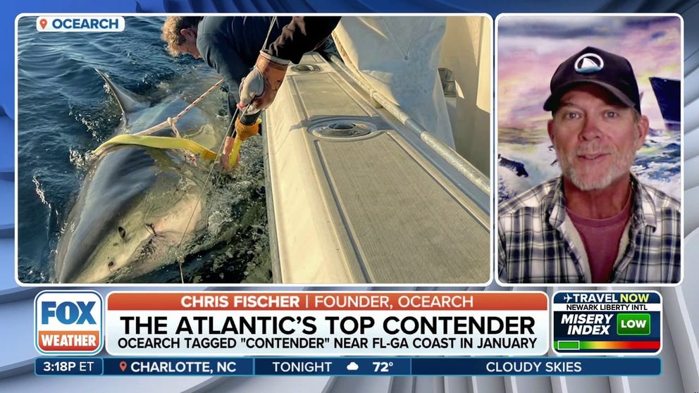 Contender, a 14-foot, 1,600-pound adult male great white shark was tagged by OCEARCH in January near the Florida/Georgia line. The nonprofit works to research ocean life by tracking their locations throughout their lives. 
