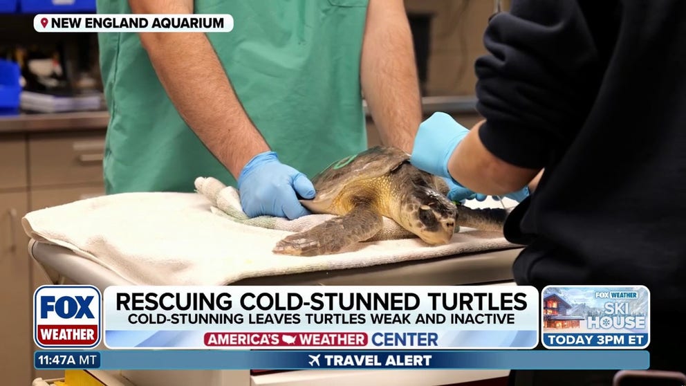 Cold-stunned sea turtles near the brink of death discovered along beaches in Massachusetts are often rescued by nonprofits and brought to the New England Aquarium in Boston where they rest for 6-9 months and are gradually rewarmed and treated for any medical concerns. Linda Lory is the Manager of Rescue and Rehabilitation for the aquarium and talks about the process of saving the turtles. 