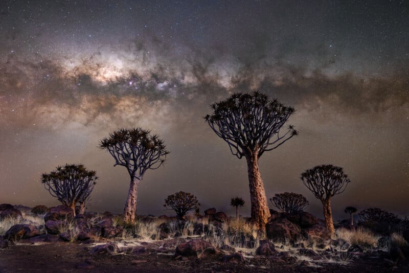 Quiver trees stand beneath a night sky filled with stars and the Milky Way. The rocky ground is dimly lit, highlighting the silhouette and textures of the unique trees against the star-filled sky.