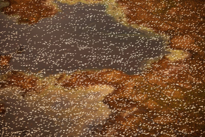 Aerial view of a large flock of white birds gathered around and on a muddy, brown wetland area with patches of water and vegetation. The birds appear densely clustered in some areas.