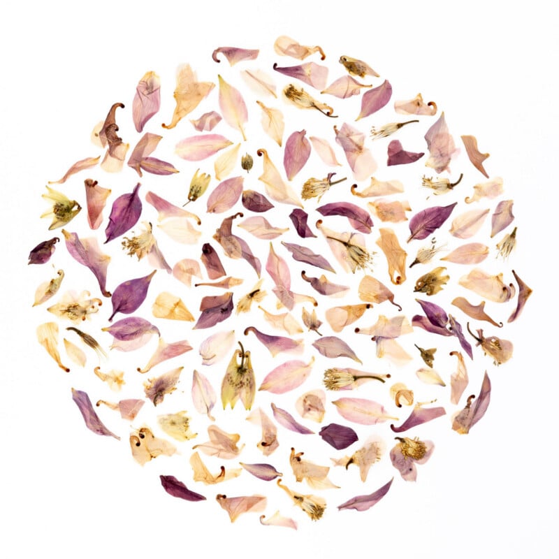A variety of dried flower petals and stamens in shades of pink, purple, and beige are arranged in a neat circle on a white background.