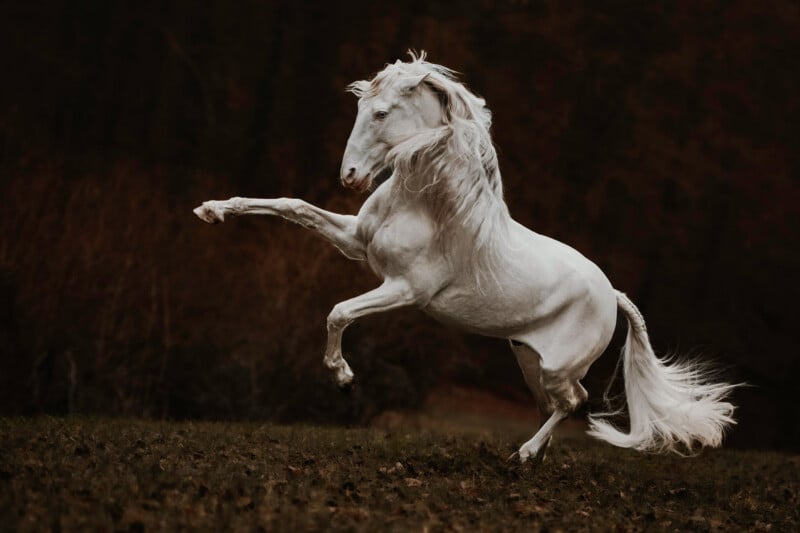 A majestic white horse rears up on its hind legs on a grassy field, with its mane and tail flowing, set against a dark, blurred natural background.