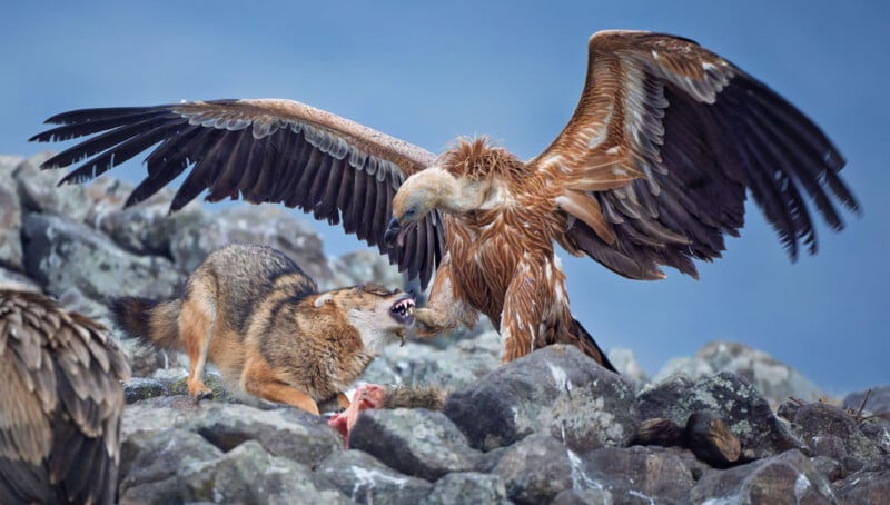 A large vulture with outstretched wings confronts a snarling wolf on rocky ground, both vying over a piece of meat. The background is a clear blue sky.
