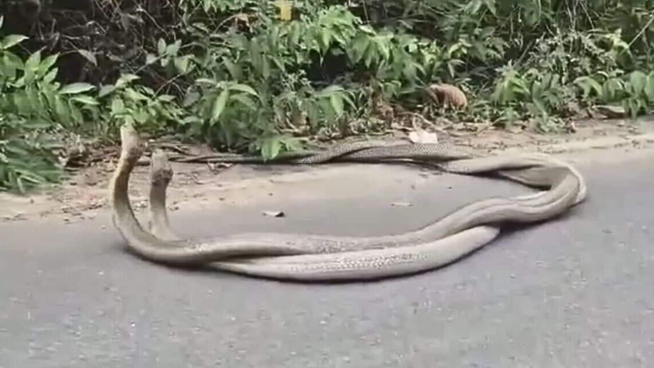 Two king cobras mating by the roadside in Khlong Thom, Krabi