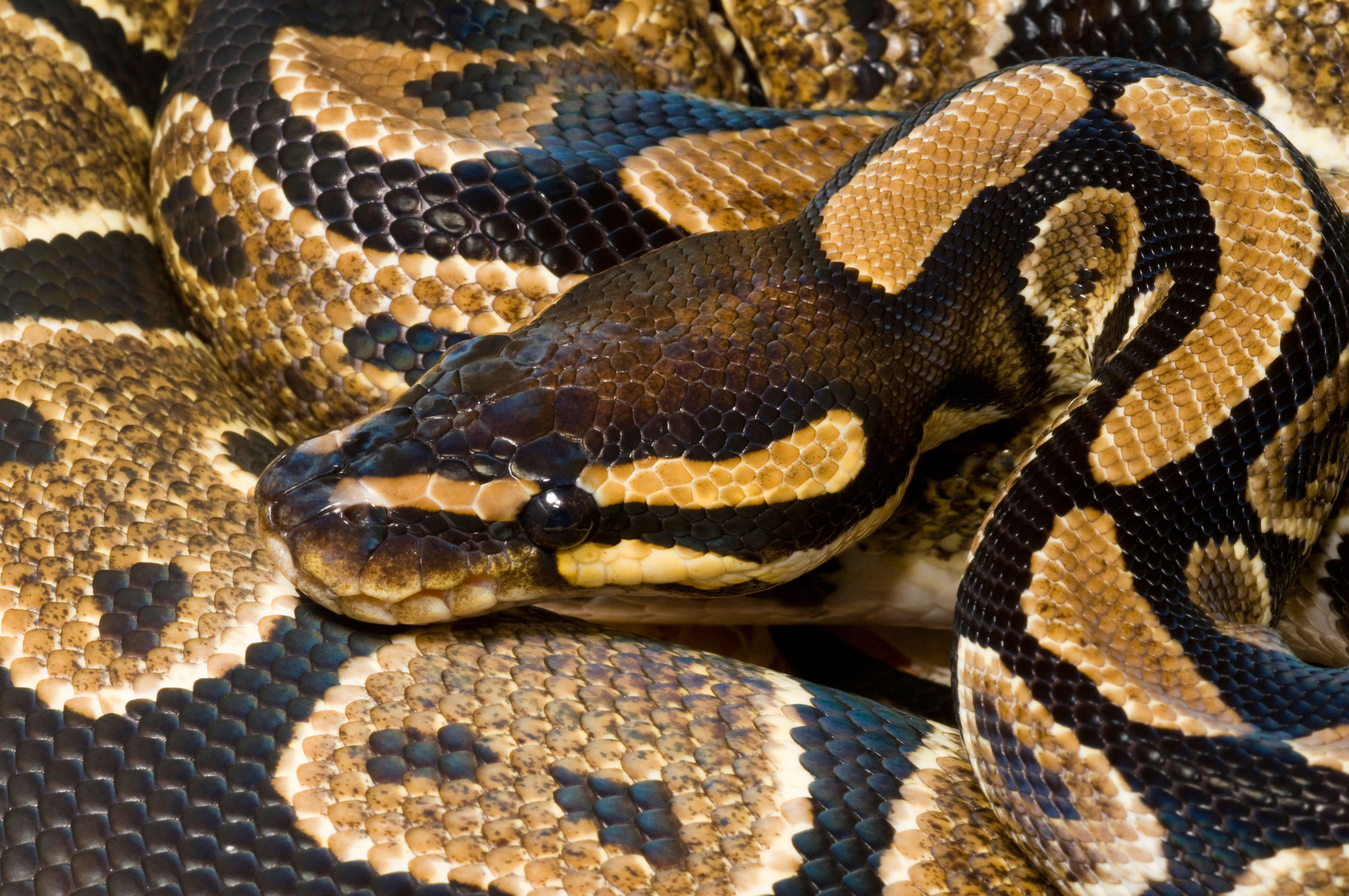Close-up of a ball python's head and coiled body, showing its patterned scales.