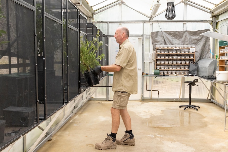 Man in uniform places plants in enclosure