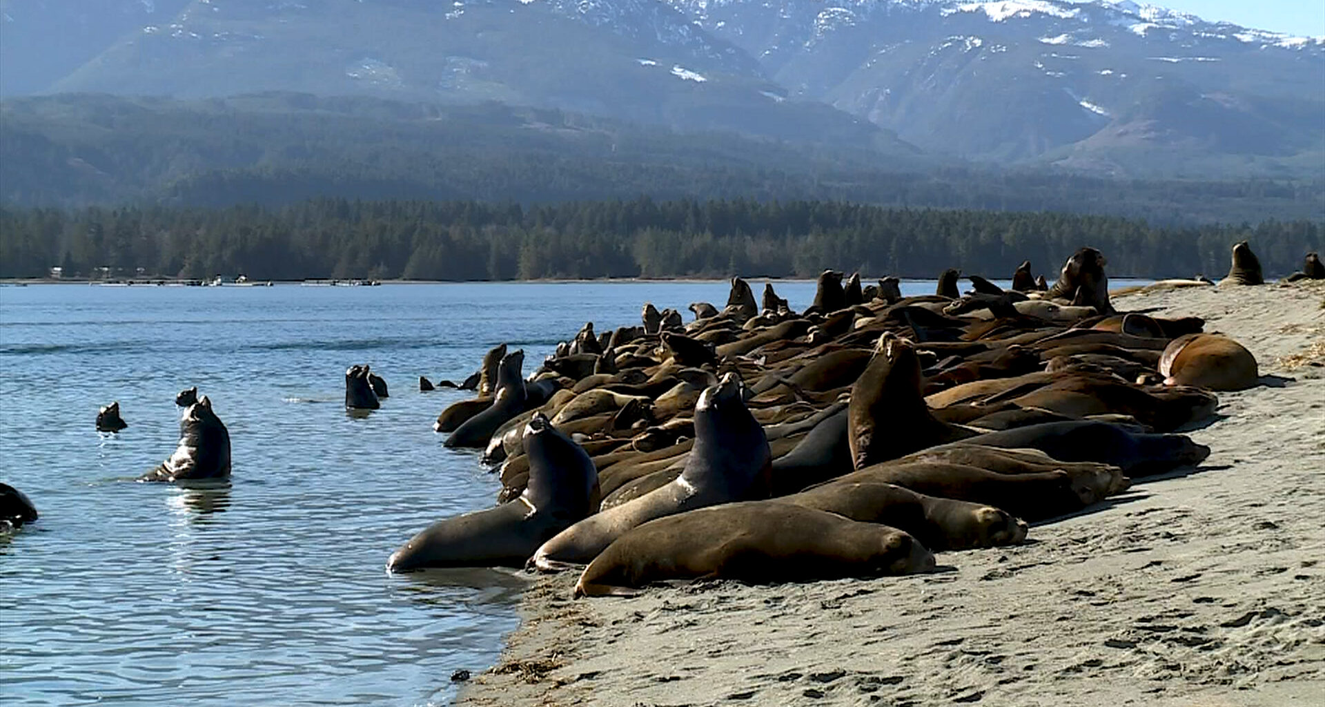 Sea lions take over Deep Bay beach