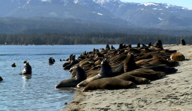 Sea lions take over Deep Bay beach