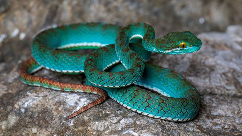 Pit viper, flying snake and geckos among new species uncovered in Cambodian caves