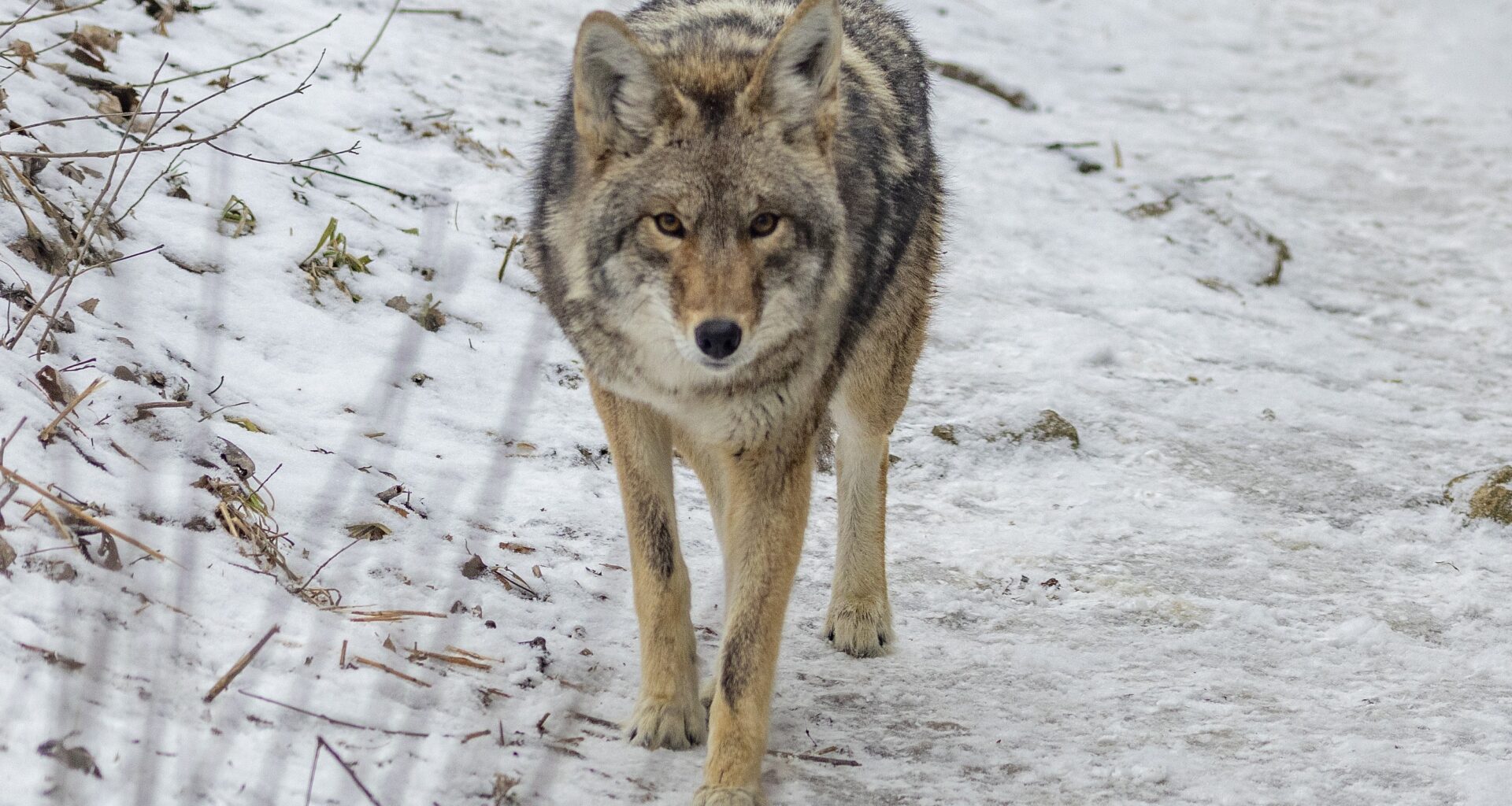 A coyote walks on a thin layer of snow.