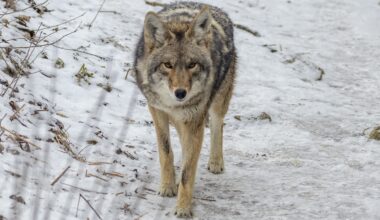 A coyote walks on a thin layer of snow.