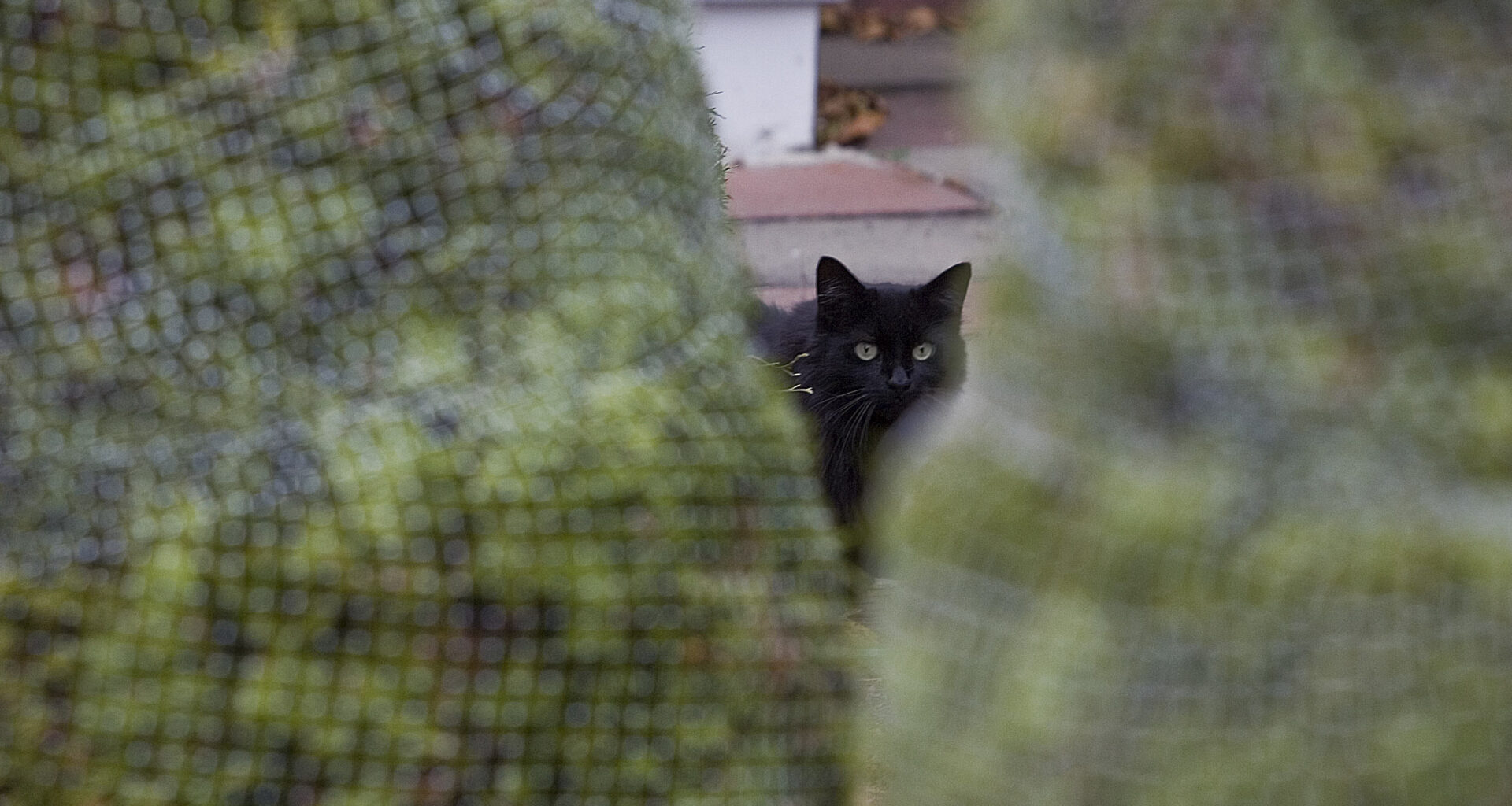 A cat is seen outdoors through two wrapped trees.
